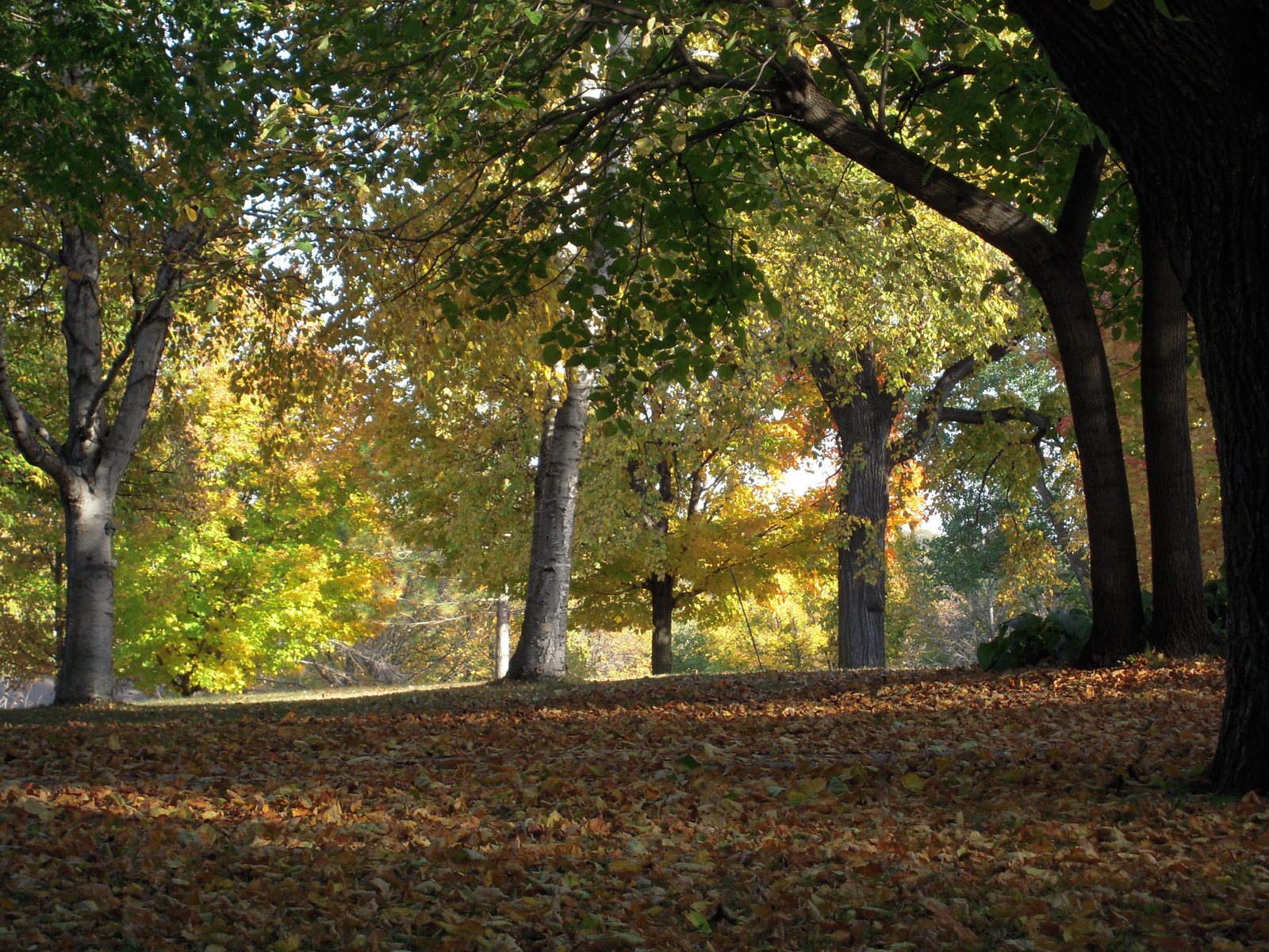 Autumn trees and fallen leaves on the island